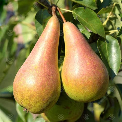 Pear Pyrus Communis Concorde Edible Fruit Tree 4 5ft