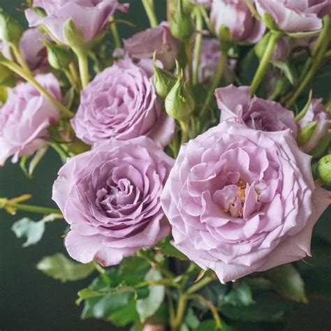Popular Lavender Rose Varieties Flowerlink