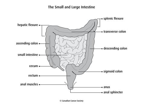 function of the large intestines