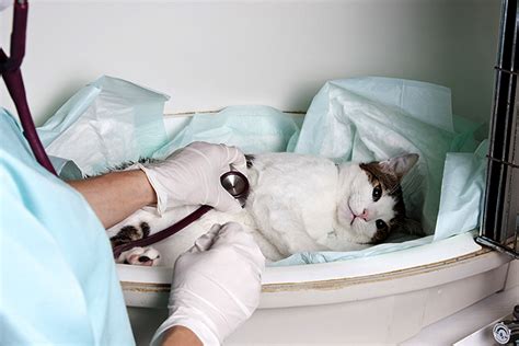 Kidney failure is a serious condition that can potentially be fatal if not diagnosed quickly. 11 Cat Emergencies That Need Immediate Veterinary ...