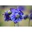 8 Most Beautiful Blue Flowers In The World – Gardening Sun