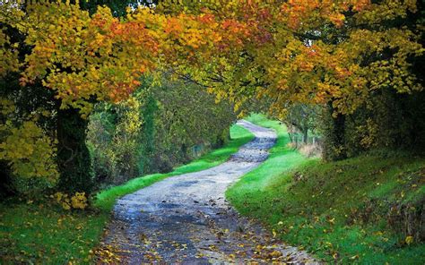 Landscape Nature Path Fall Forest Grass Leaves