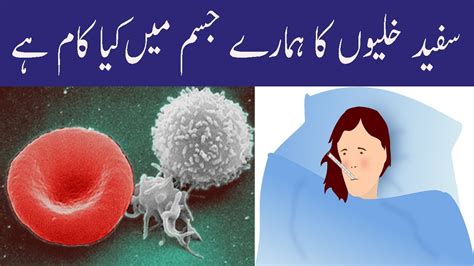 What Are Function Of White Blood Cell In Body In Urdu Khoon Ma White