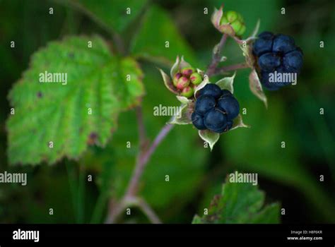 European Dewberry Rubus Caesius Two Dark Blue Or Black Composed