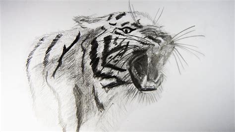 C Mo Dibujar Un Tigre Realista How To Draw A Tiger Youtube