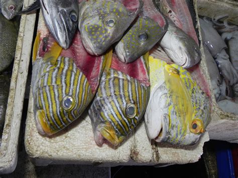 Самое рыбное место на Бали которое запомнится вам навсегда — жизнь люди события