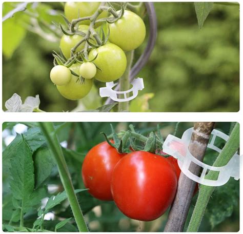 100 Pcsset Plant Support Garden Clips Tomato Vine Clips Durable Crop