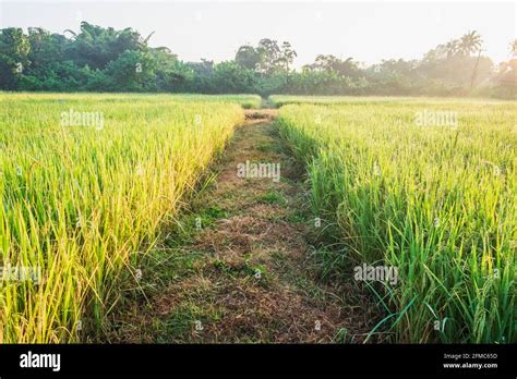 Rice Plants In Rice Fields Stock Photo Alamy