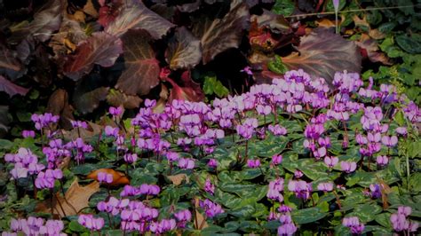 Im spätsommer holen sie es wieder herein. Alpenveilchen Foto & Bild | natur, pflanzen, alpenveilchen ...