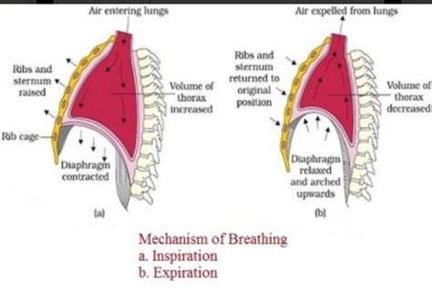 Explain The Mechanism Of Breathing In Human Beings Through A Flowchart