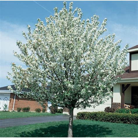 728 Gallon White Snowdrift Crabapple Flowering Tree In Pot L3205 In