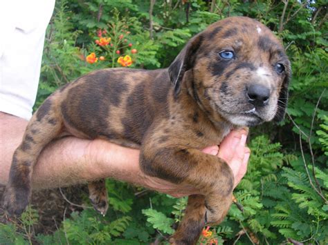 About All Dog Catahoula Puppies Currant Catahoulas Pups And Dogs For