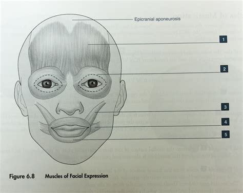 Muscles Of Facial Expression Diagram Quizlet