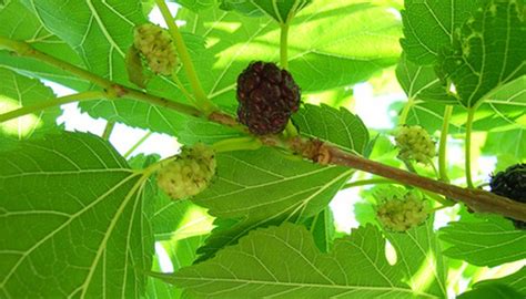 How To Tell If A Mulberry Tree Is Male Or Female Garden Guides