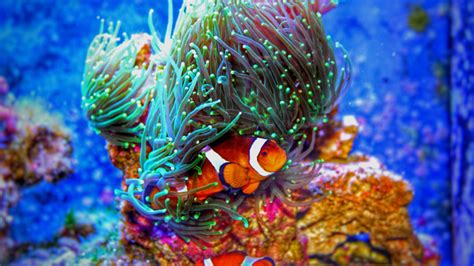 Beautiful Underwater Coral Reefs Stock Photo 03 Free Download