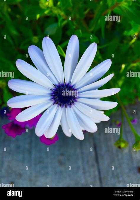 White Flower With Purple Center High Resolution Stock Photography And
