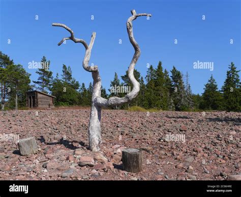 Old Dried Out Tree Stock Photo Alamy