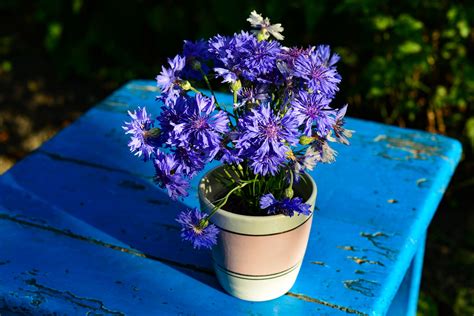 Bouquet Of Blue Cornflowers In Vase Selective Focus Flickr