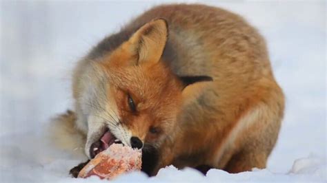 What Do Foxes Eat Wild And Urban Fox Diet Info And Habits Before The Flood