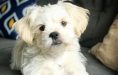 Interested in finding out more about the chihuahua? Shih Tzu Chihuahua Mix - 12 Amazing Things About ShiChi