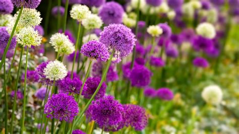 How To Grow And Take Care Of An Allium Plant