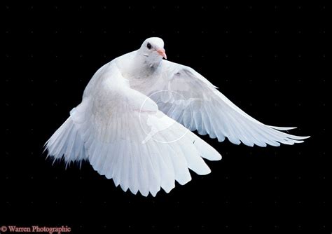 White Dove In Flight Photo White Doves Flying Photography Bird Photo