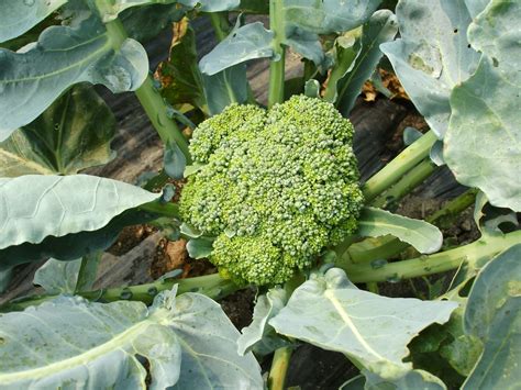 How To Grow Broccoli — Tips For Raising Healthy Broccoli