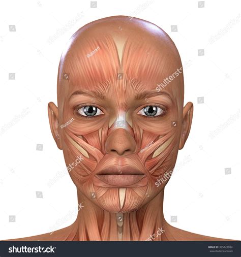 Female Face Muscles Anatomy Ilustracja Stockowa 395721034 Shutterstock