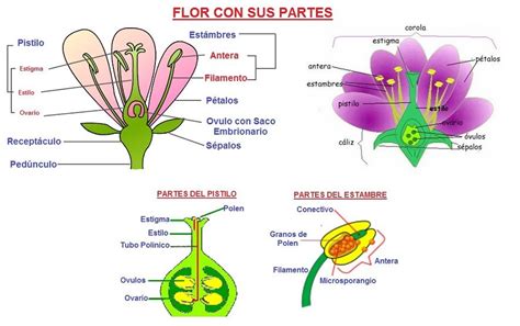 Blog De Las Clases De 5º Partes De La Flor