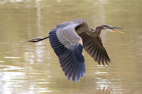 Great Blue Heron In Flight Over The River Photograph By Roy Williams