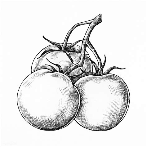 Three Hand Drawn Fresh Tomatoes Premium Image By Tomato Drawing Carrot Drawing