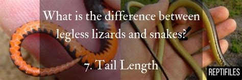 What Is The Difference Between Legless Lizards Vs Snakes Lizard