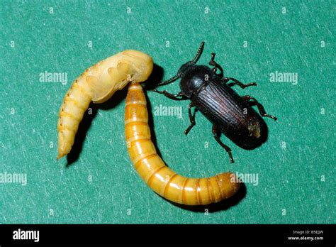 Yellow Mealworm Beetle Tenebrio Molitor Larva Pupa Mealworm And