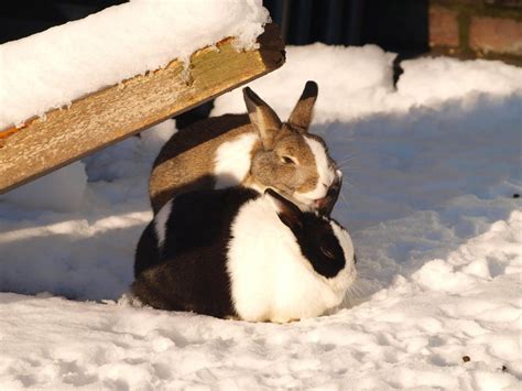 Cuddling Snow Bunnys Aww