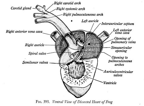 Standard Note Structure And Working Of Frogs Heart