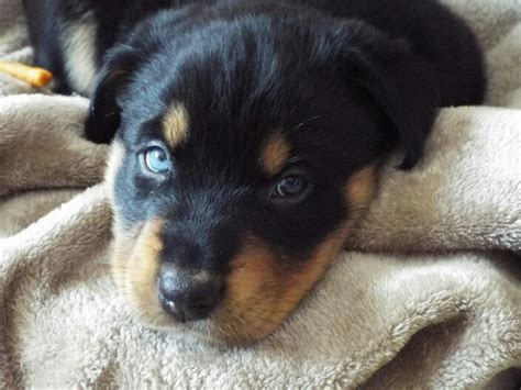 Rottweiler husky mix is a designer dog and was introduced a couple of years after when intentional breeding became a big trend; This is my new puppy, Husky/rottweiler mix. : aww