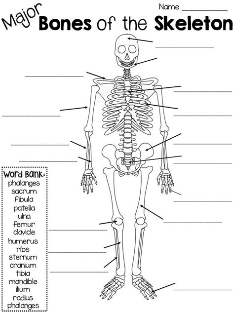 Skeletal System Complete Unit Skeletal System Labeling Bones Body