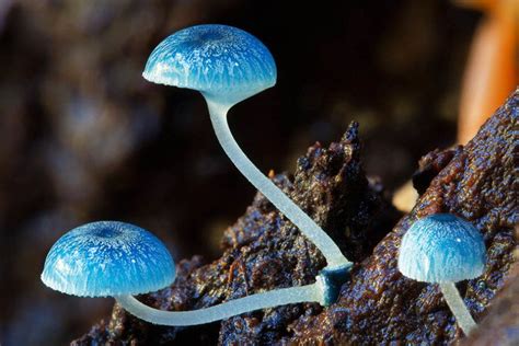 Steve Axfords Fungi Photos Inhabitat Green Design Innovation