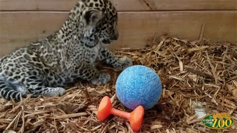 Watch Jaguar Cubs Learning To Play At Elmwood Zoo Norristown Pa Patch