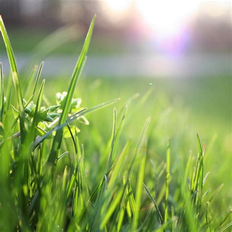 Summer Lawn Tips For The Healthiest Grass Lake Conroe Homes