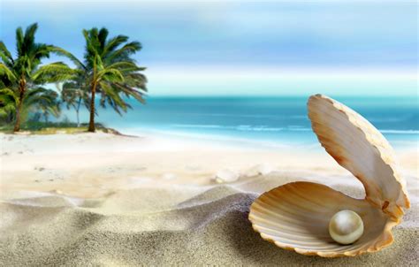 Share Beach Seashell Wallpaper Best In Cdgdbentre