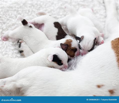 Dog Breastfeeding Puppies Stock Photo Image Of Breast 200868628