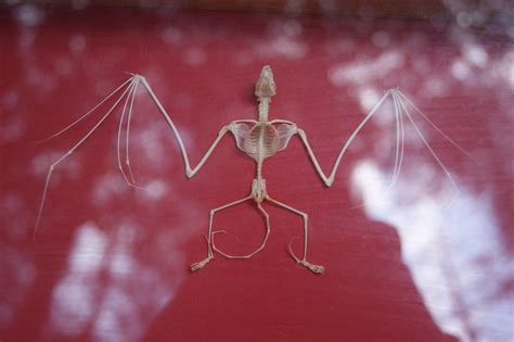 Bat Skeleton 2 There Was A Representative From The Local B Flickr