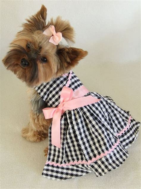 25 Dogs All Dressed Up For Dress Up Your Pets Day Dog Clothes