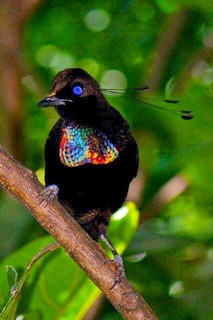 Rare Bird Stunning Nature