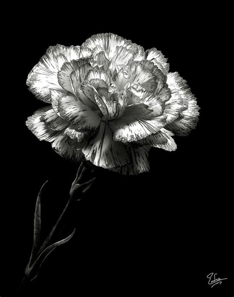 Carnation In Black And White Photograph By Endre Balogh