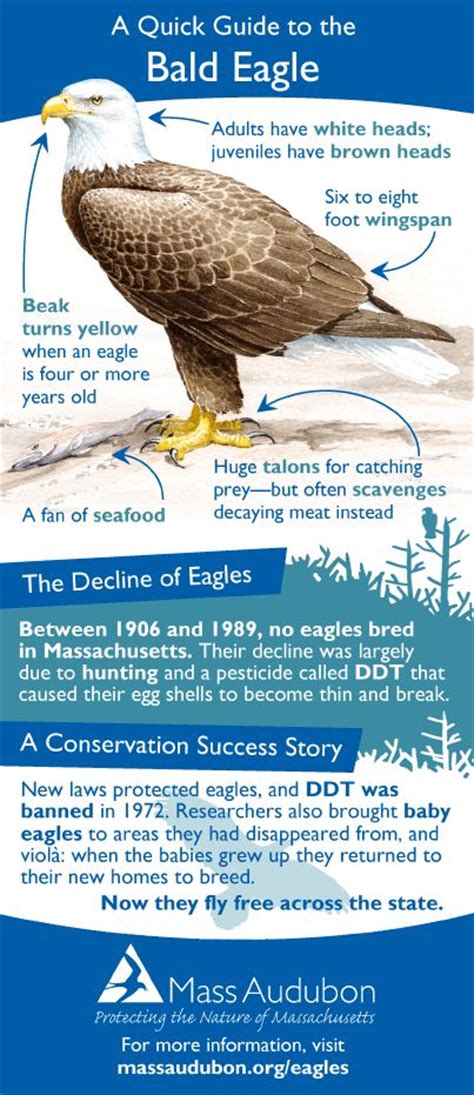 Take 5 The Bald And The Beautiful Bald Eagle Eagle Eagle Facts