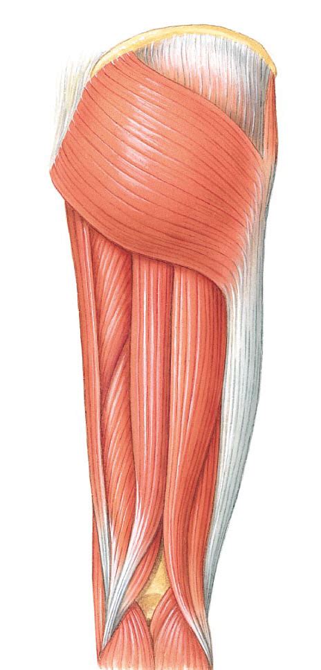 Unlabeled Leg Muscles Diagram Posterior Thigh Muscles Diagram Page
