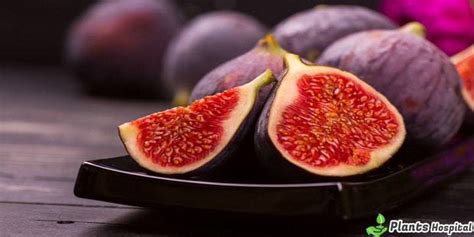 Figs Anjeer Wonderful Health Benefits Risks And Nutrition Facts