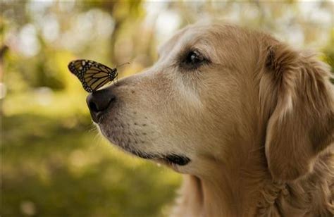 Butterfly On Dog Nose Photo Hd Wallpapers